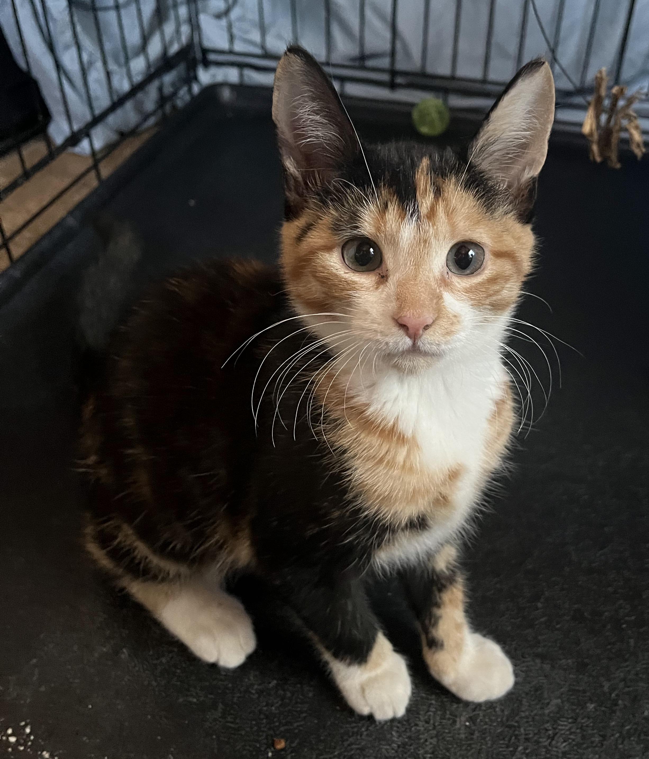 West Grove babies, a Adoptable Calico in Bear, DE image 3/4