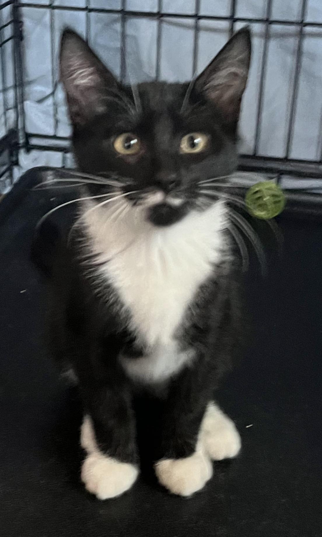 West Grove babies, a Adoptable Calico in Bear, DE image 2/4