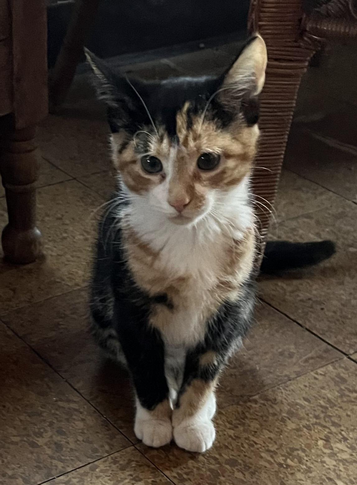 West Grove babies, a Adoptable Calico in Bear, DE image 1/4
