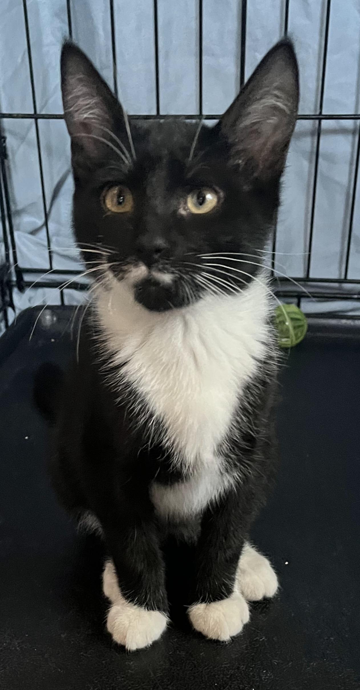 West Grove babies, a Adoptable Calico in Bear, DE image 4/4