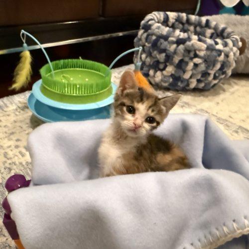 Elsa, Adoptable, Kitten Female Domestic Short Hair.