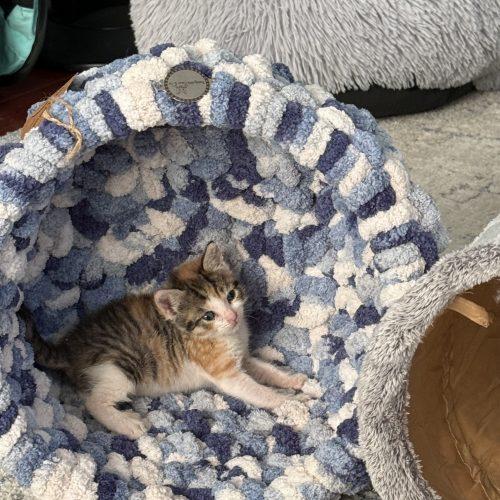 Enlarge Elsa, a Adoptable Domestic Short Hair in Verona, NJ image 2/5