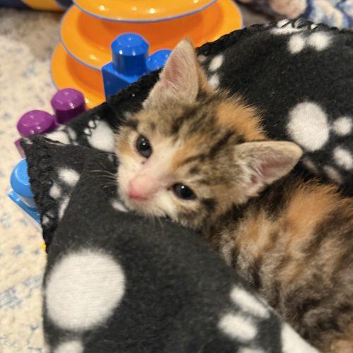 Enlarge Elsa, a Adoptable Domestic Short Hair in Verona, NJ image 4/5