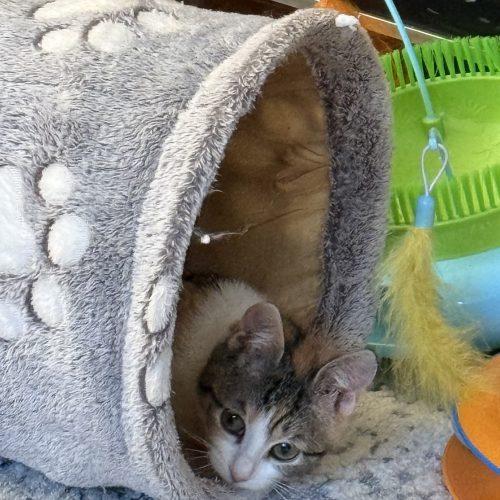 Enlarge Elsa, a Adoptable Domestic Short Hair in Verona, NJ image 5/5