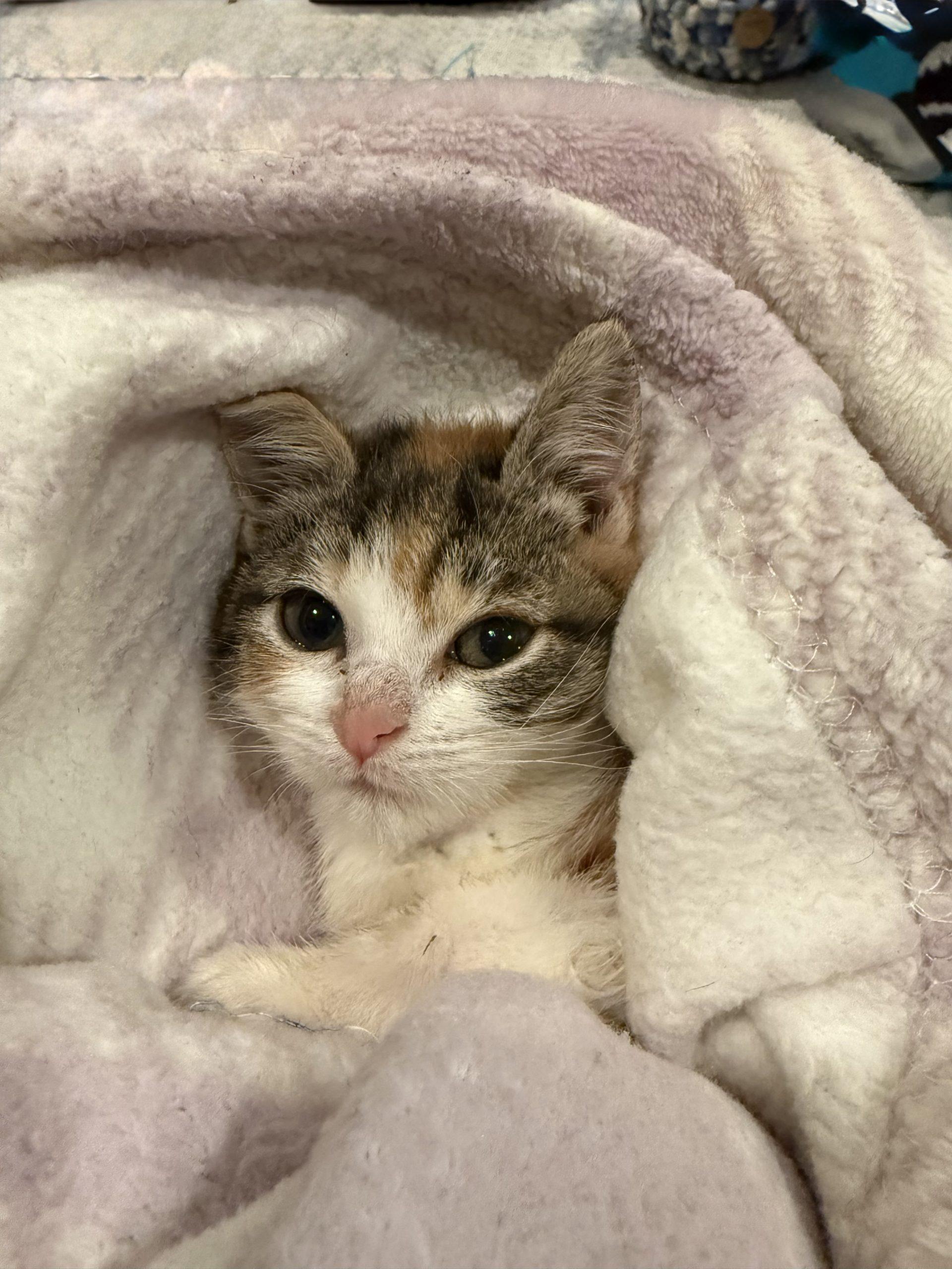 Enlarge Elsa, a Adoptable Domestic Short Hair in Verona, NJ image 6/6