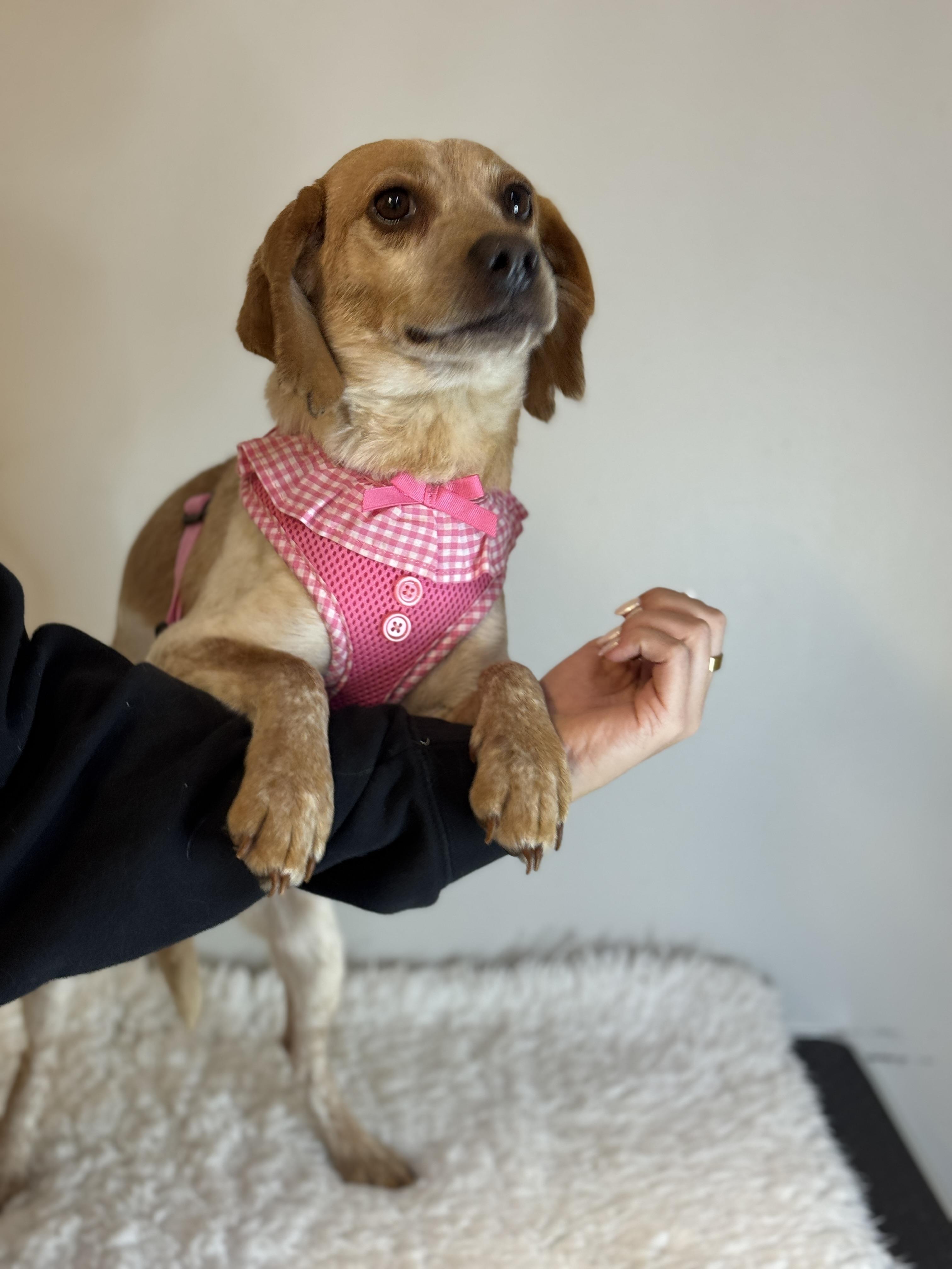 Enlarge Ellen, a ADOPTABLE Beagle in Richmond, VA image 4/6