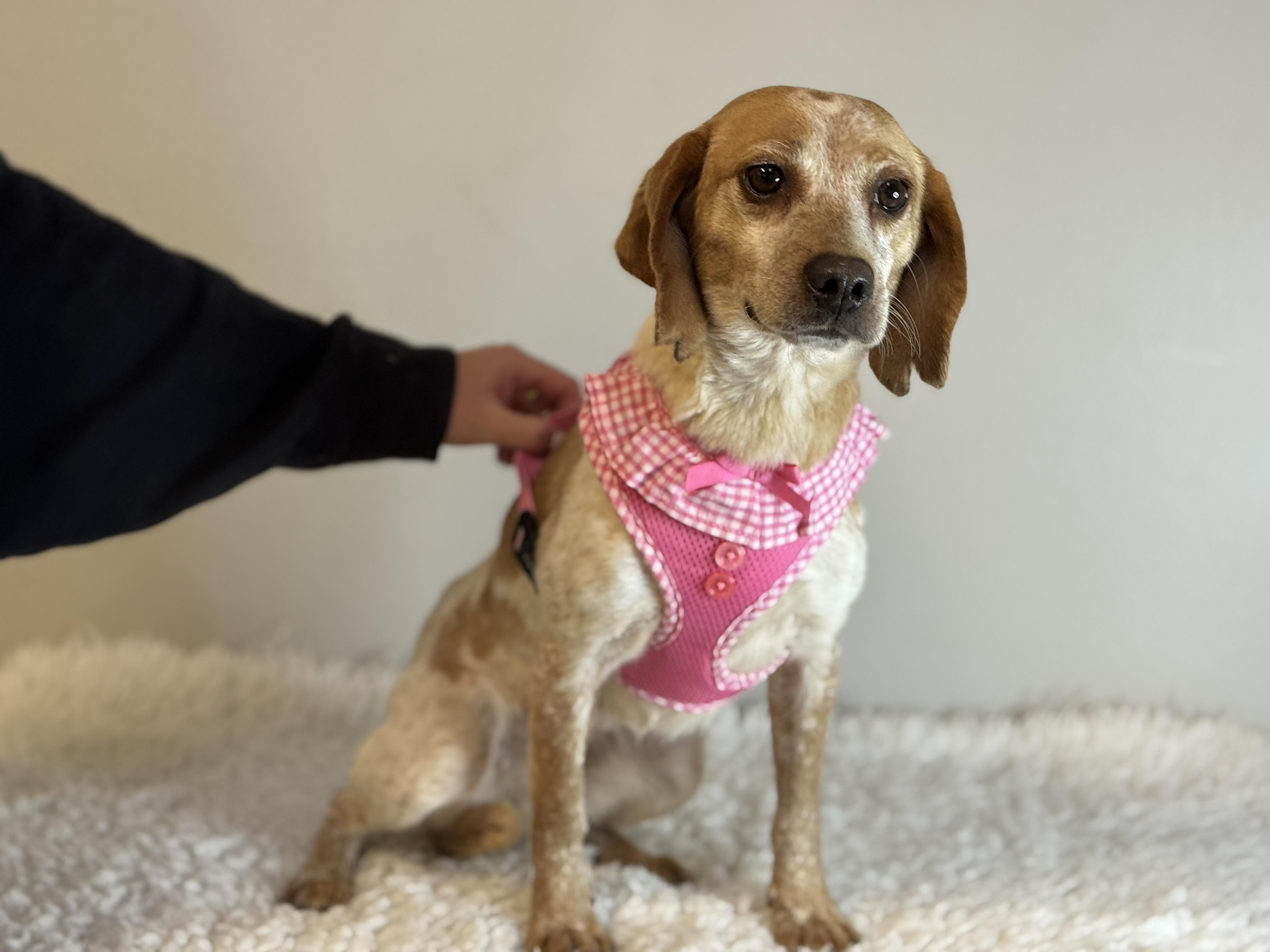 Enlarge Ellen, a ADOPTABLE Beagle in Richmond, VA image 3/6