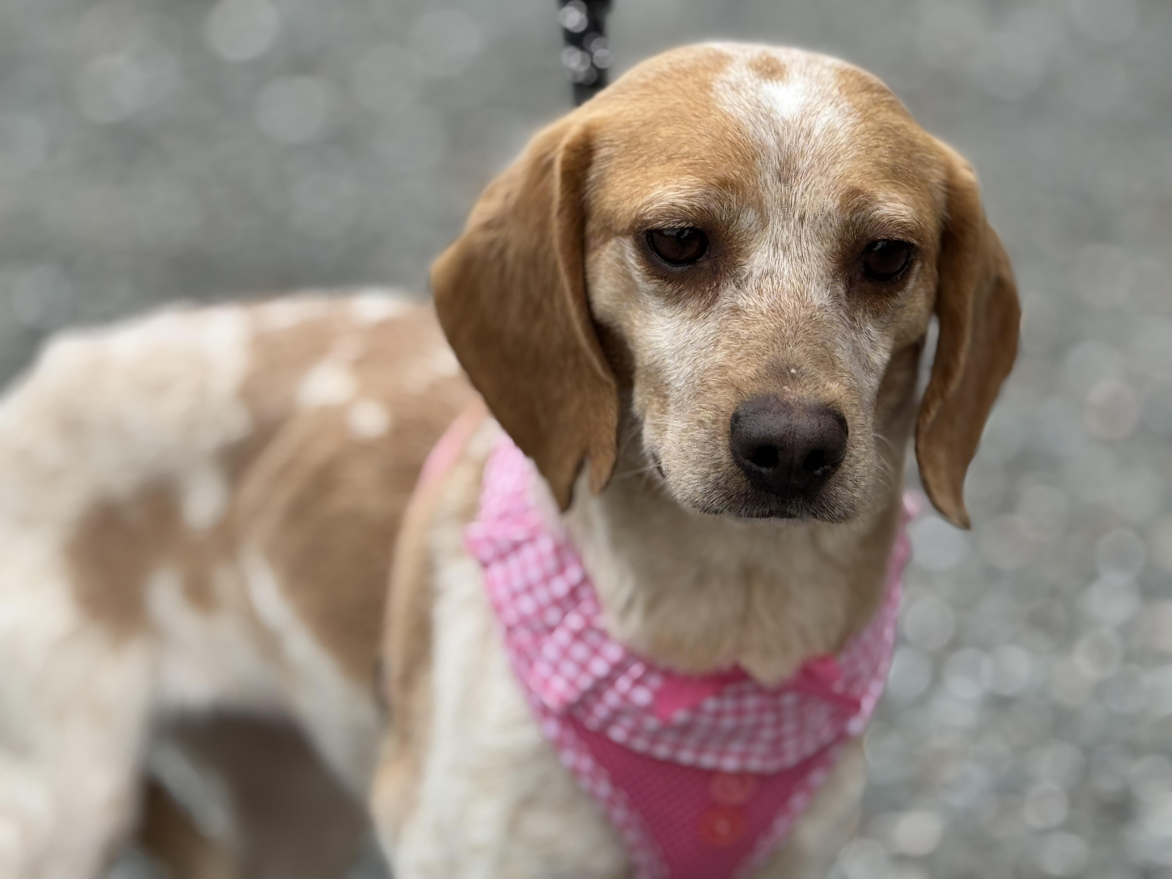 Enlarge Ellen, a ADOPTABLE Beagle in Richmond, VA image 6/6