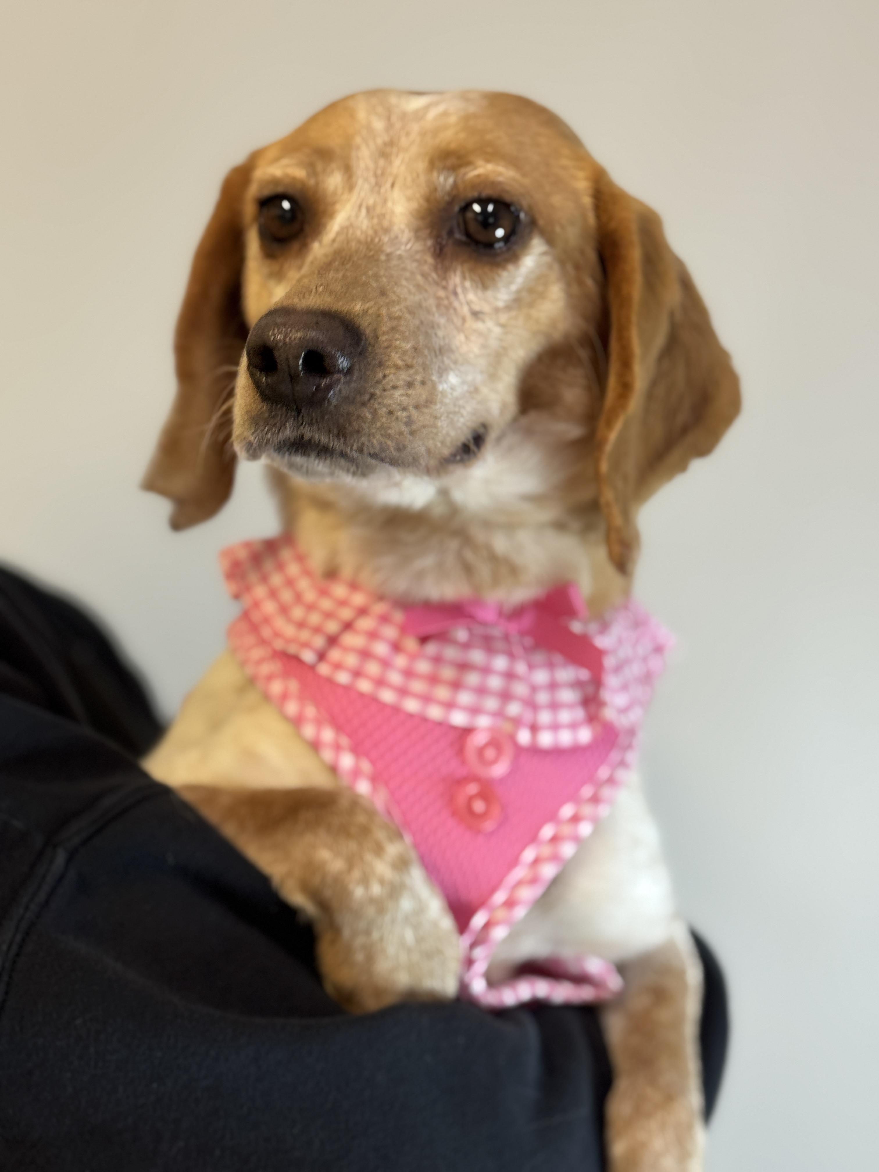 Ellen, ADOPTABLE, Adult Female Beagle.