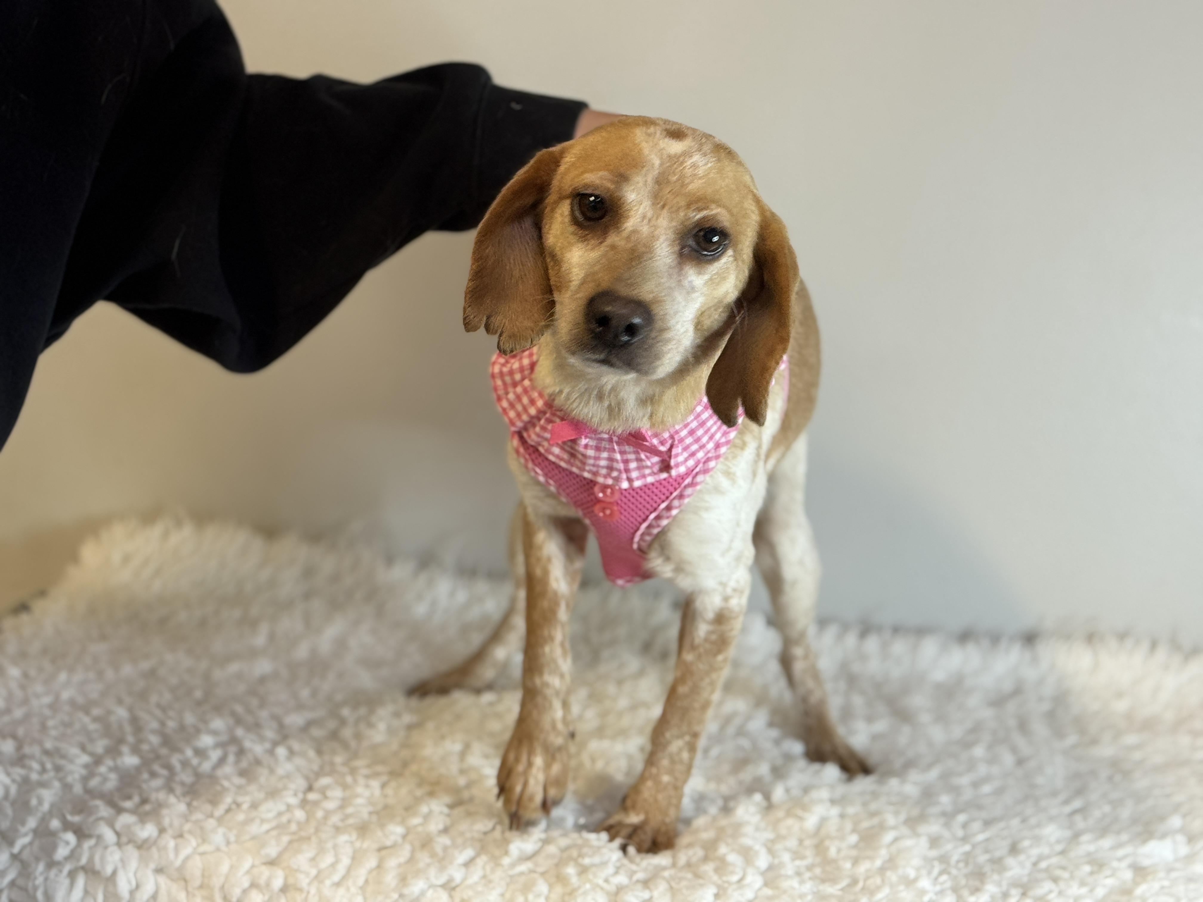 Enlarge Ellen, a ADOPTABLE Beagle in Richmond, VA image 5/6