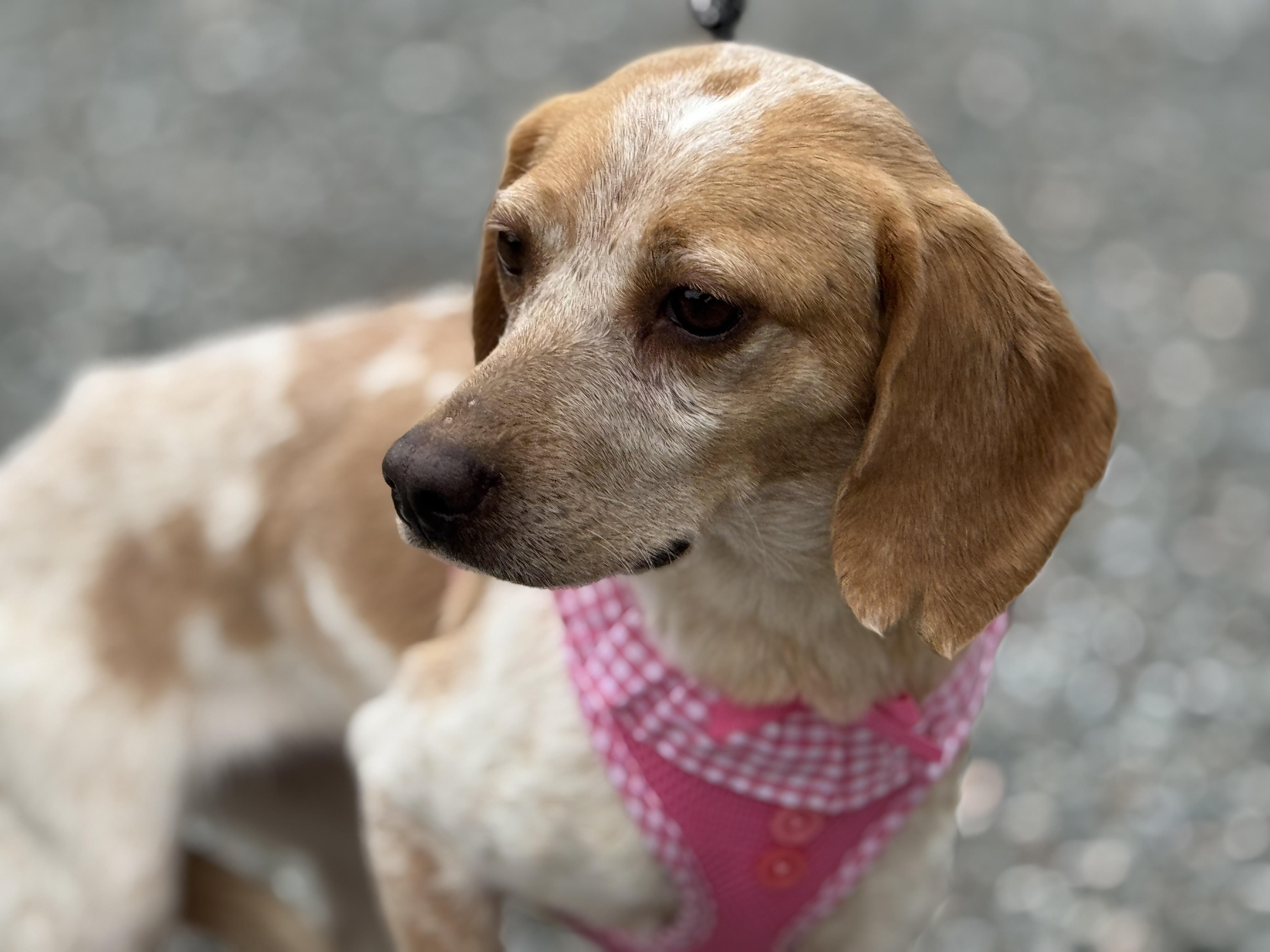 Enlarge Ellen, a ADOPTABLE Beagle in Richmond, VA image 2/6
