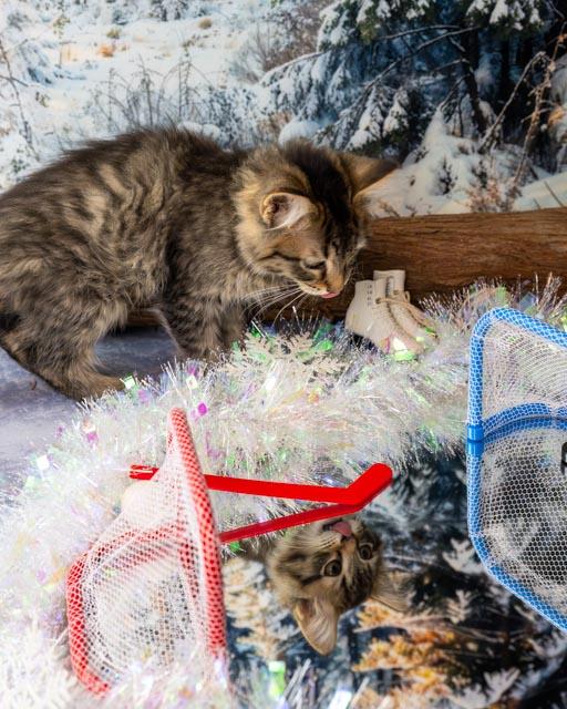 Alex, an adopted Domestic Short Hair in Lapeer, MI image 2/4