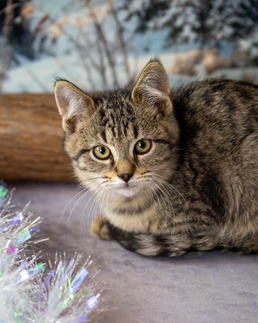 Alex, an adopted Domestic Short Hair in Lapeer, MI image 4/4