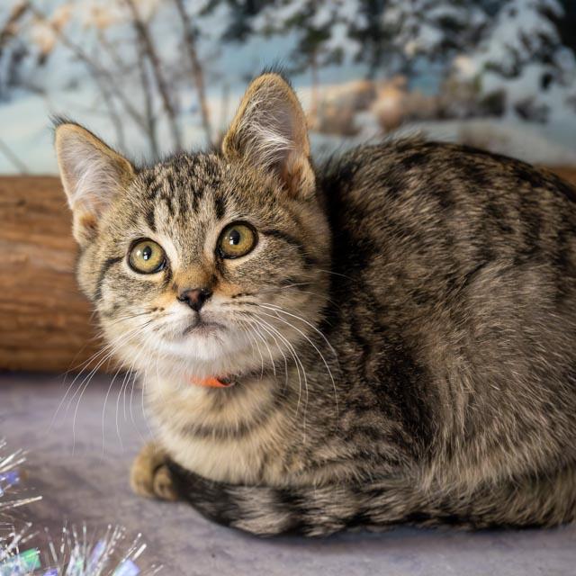 Alex, an adopted Domestic Short Hair in Lapeer, MI image 3/4