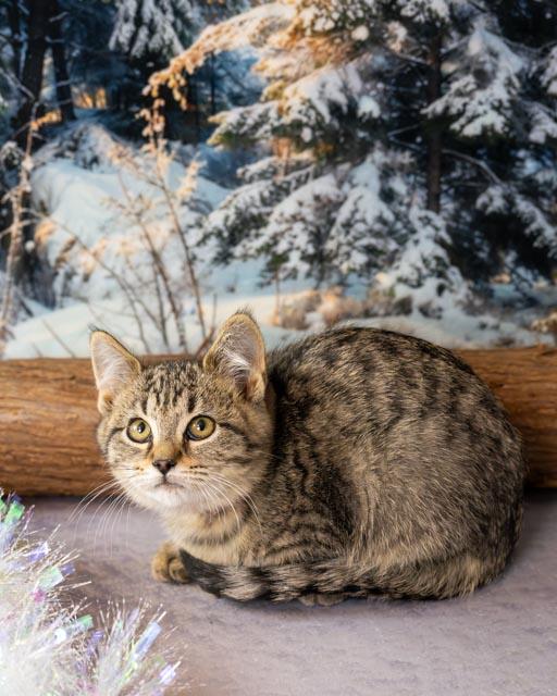 Alex, an adopted Domestic Short Hair in Lapeer, MI image 1/4