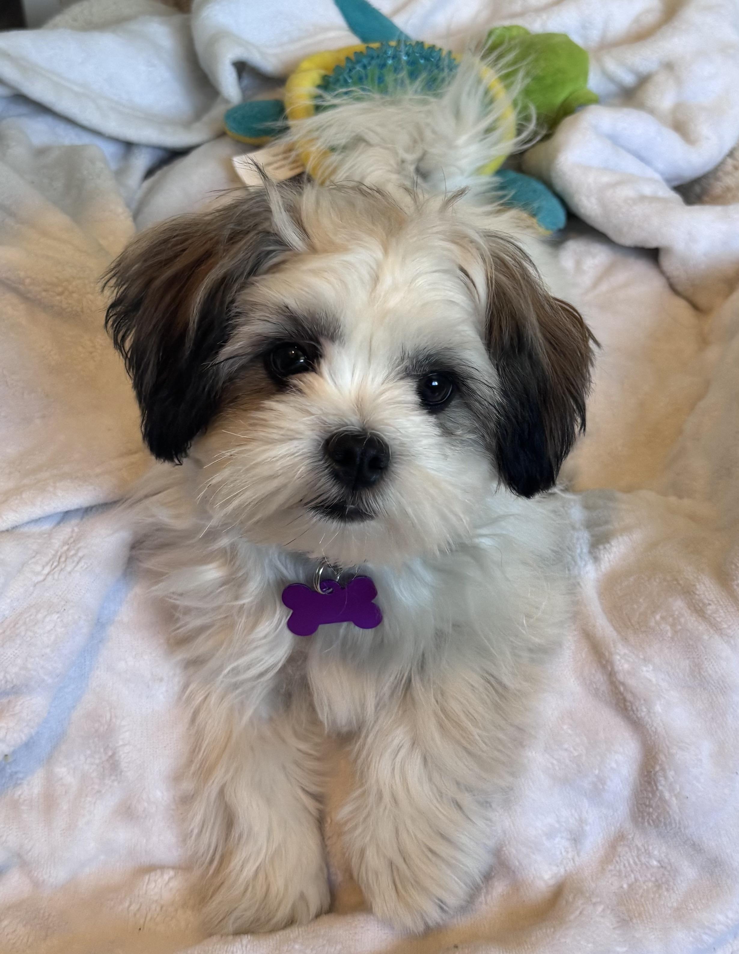 Dixie #541, Adoptable, Puppy Female Shih Tzu.