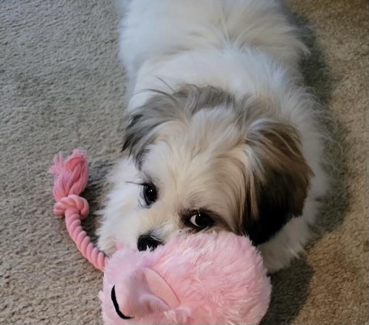 Enlarge Dixie #541, a Adoptable Shih Tzu in Placentia, CA image 2/2