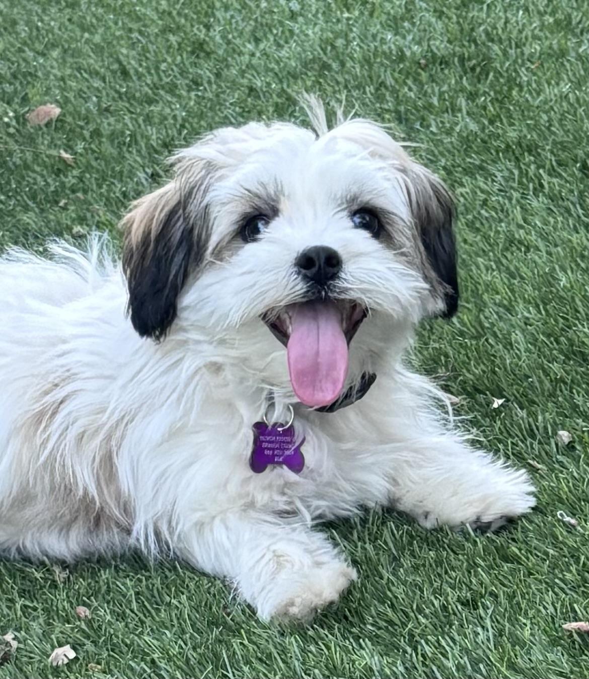 Dixie #541 — thumbnail 4