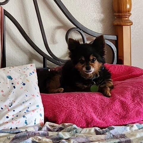 Pico De Gallo, Senior Male Chihuahua