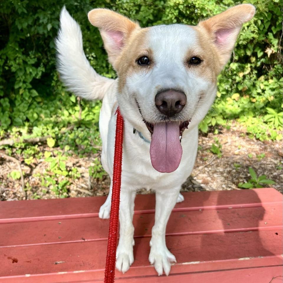 Maximillian, Adoptable, Adult Male Mixed Breed.