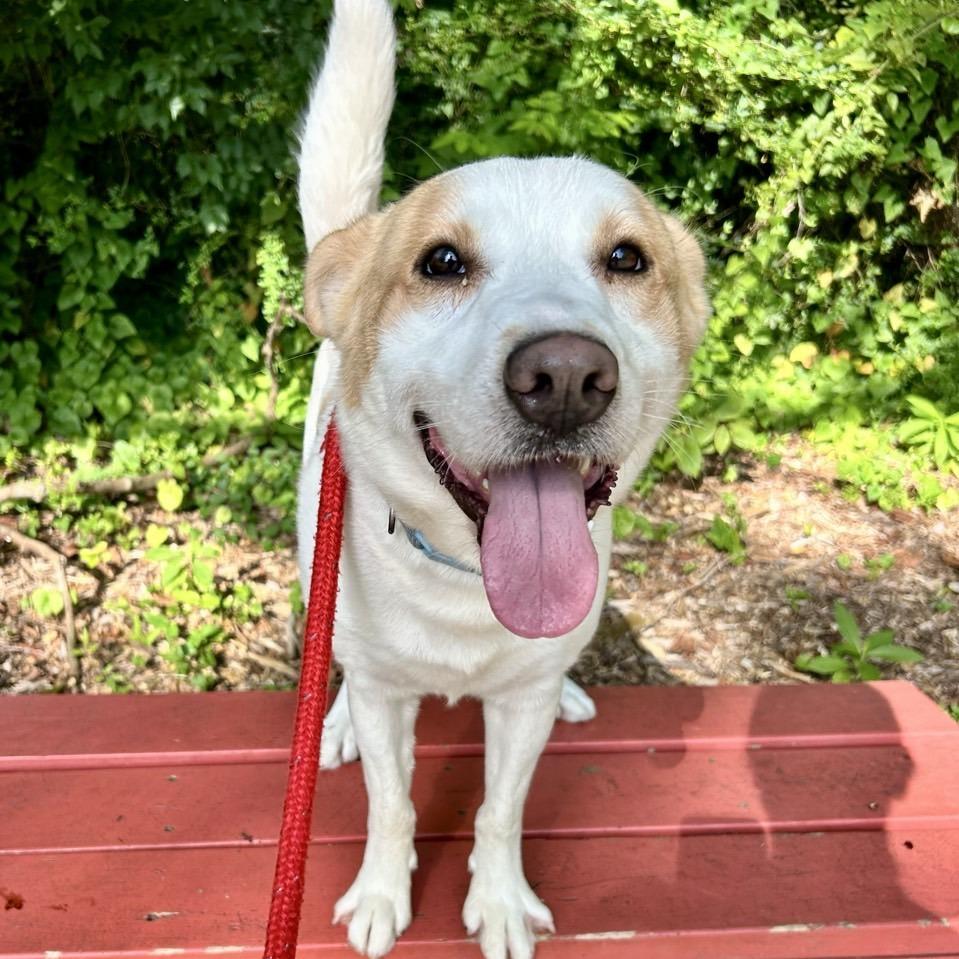 Maximillian, a Adoptable Mixed Breed in Chattanooga, TN image 2/6