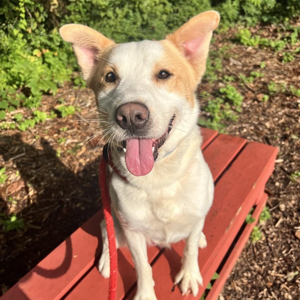 Maximillian, a Adoptable Mixed Breed in Chattanooga, TN image 3/6