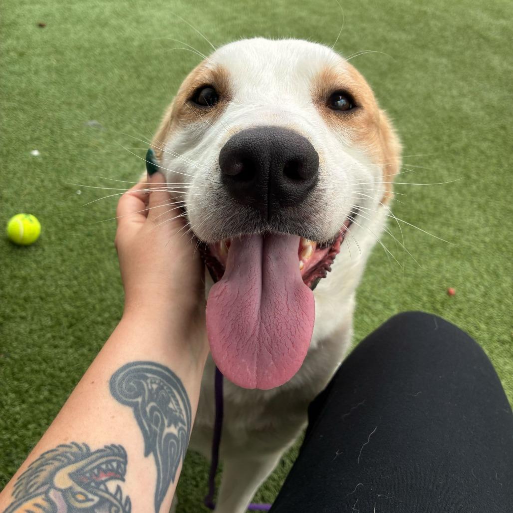 Maximillian, a Adoptable Mixed Breed in Chattanooga, TN image 4/6