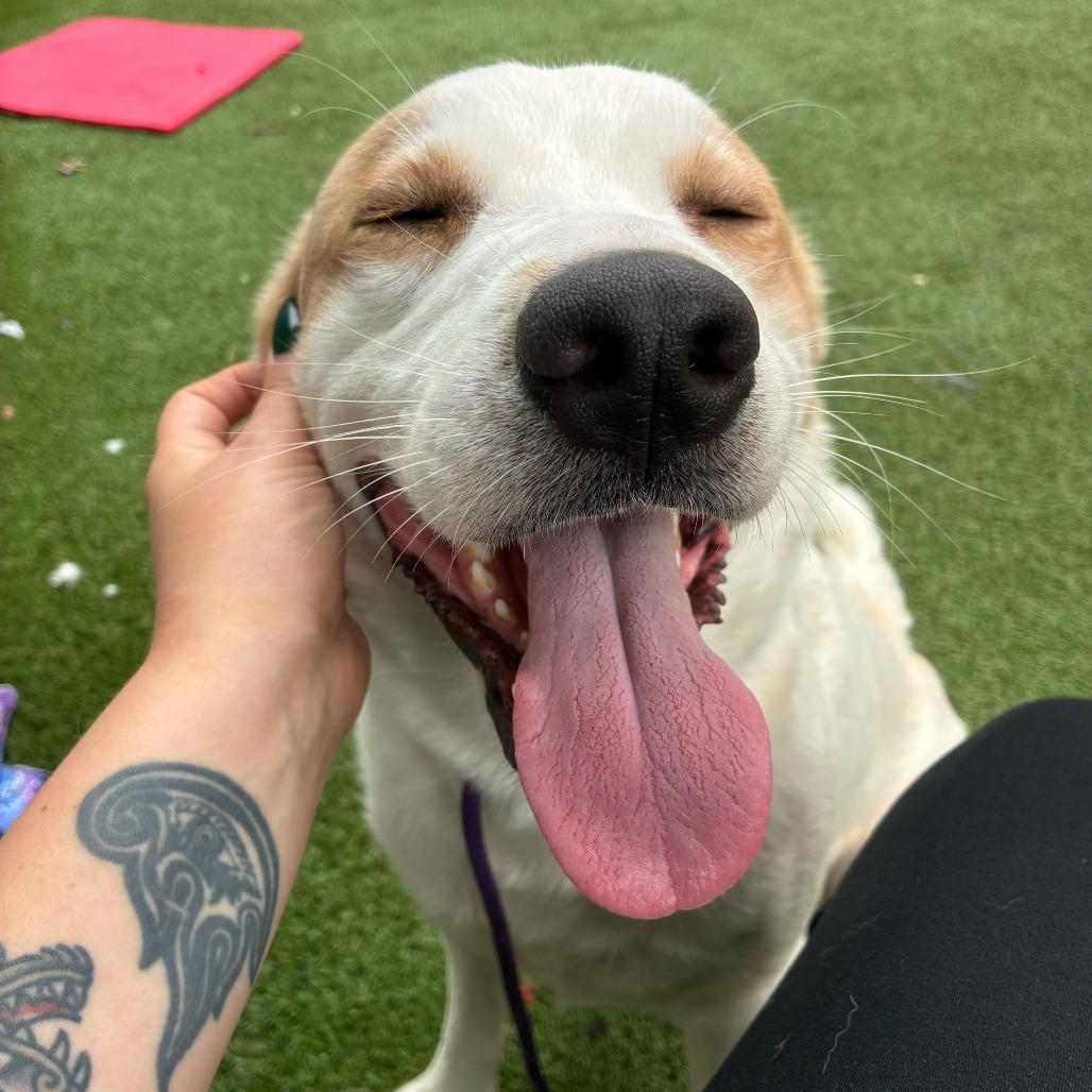 Maximillian, a Adoptable Mixed Breed in Chattanooga, TN image 5/6
