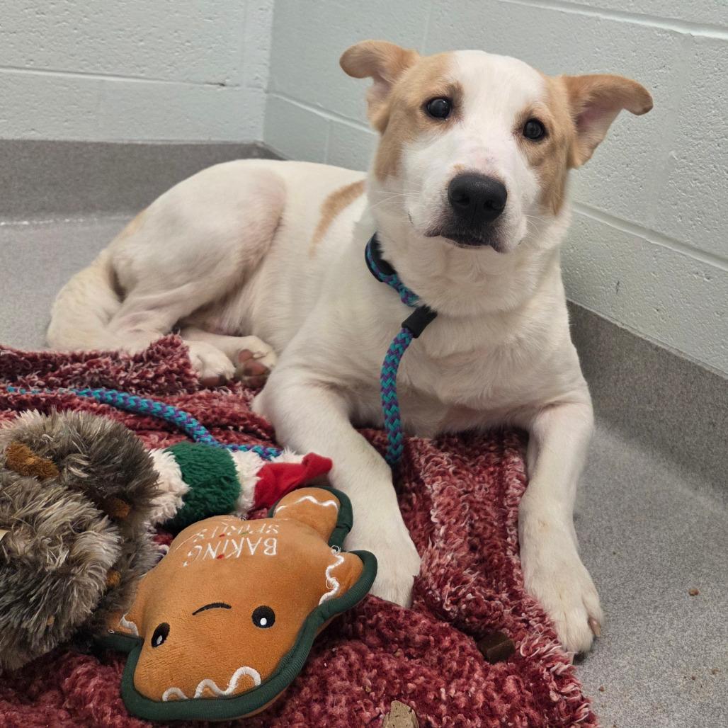 Maximillian, a Adoptable Mixed Breed in Chattanooga, TN image 6/6