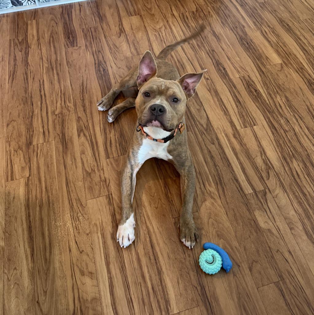 Charlie, Adoptable, Adult Male Mixed Breed.