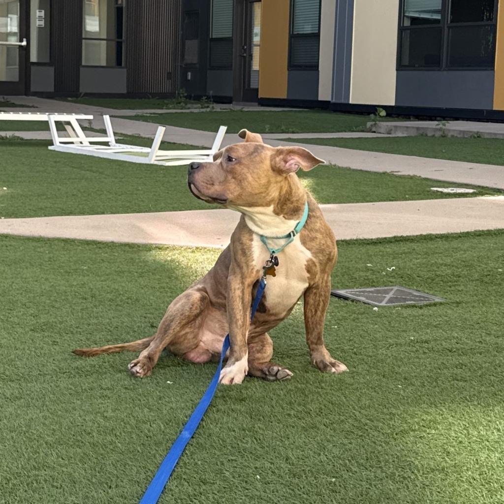 Enlarge Charlie, a Adoptable mixed breed in Minneapolis, MN image 3/6