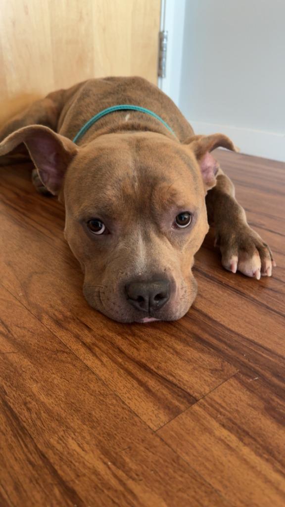 Enlarge Charlie, a Adoptable mixed breed in Minneapolis, MN image 4/6