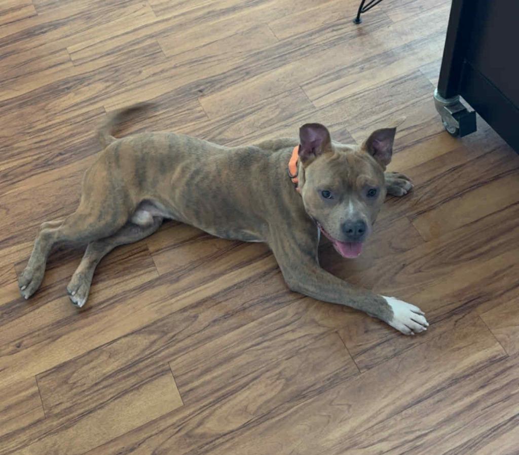 Charlie, a Adoptable mixed breed in Minneapolis, MN image 2/6