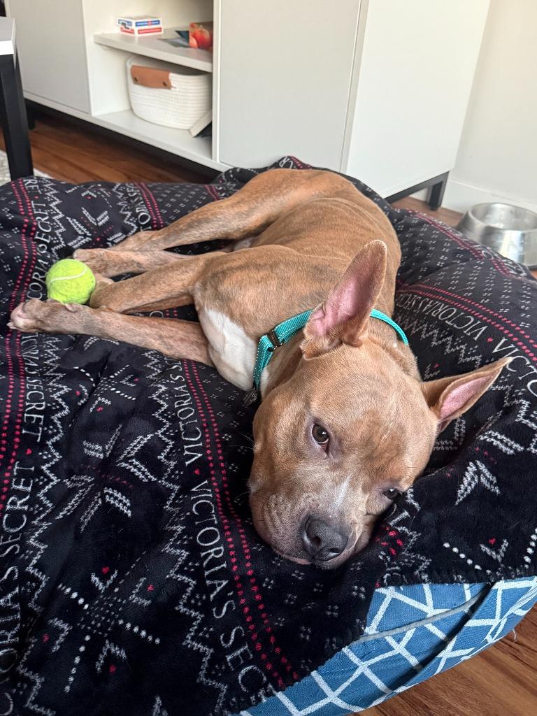 Charlie, a Adoptable mixed breed in Minneapolis, MN image 3/6