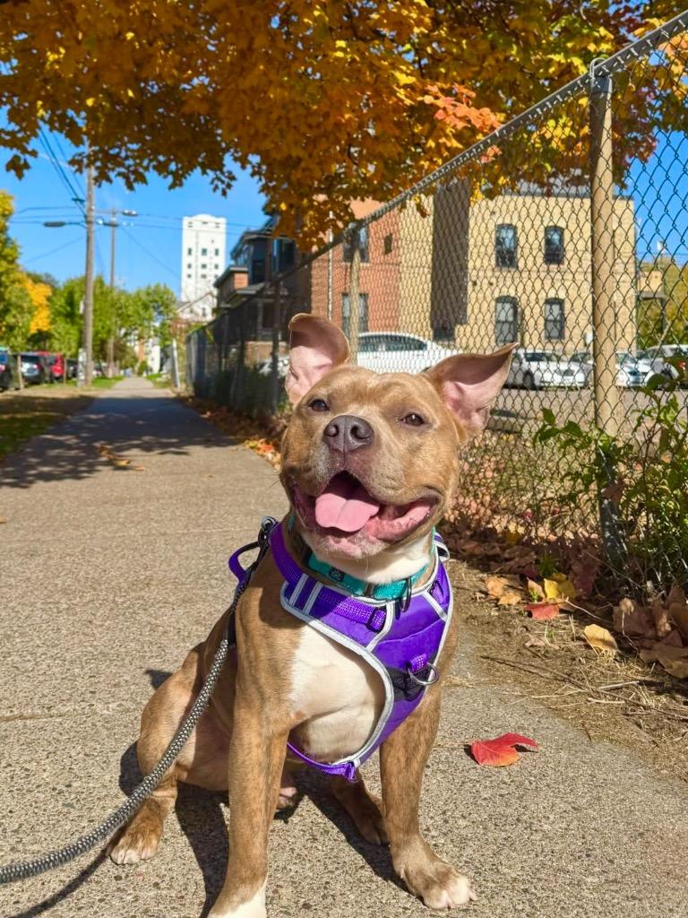 Enlarge Charlie, a Adoptable mixed breed in Minneapolis, MN image 6/6