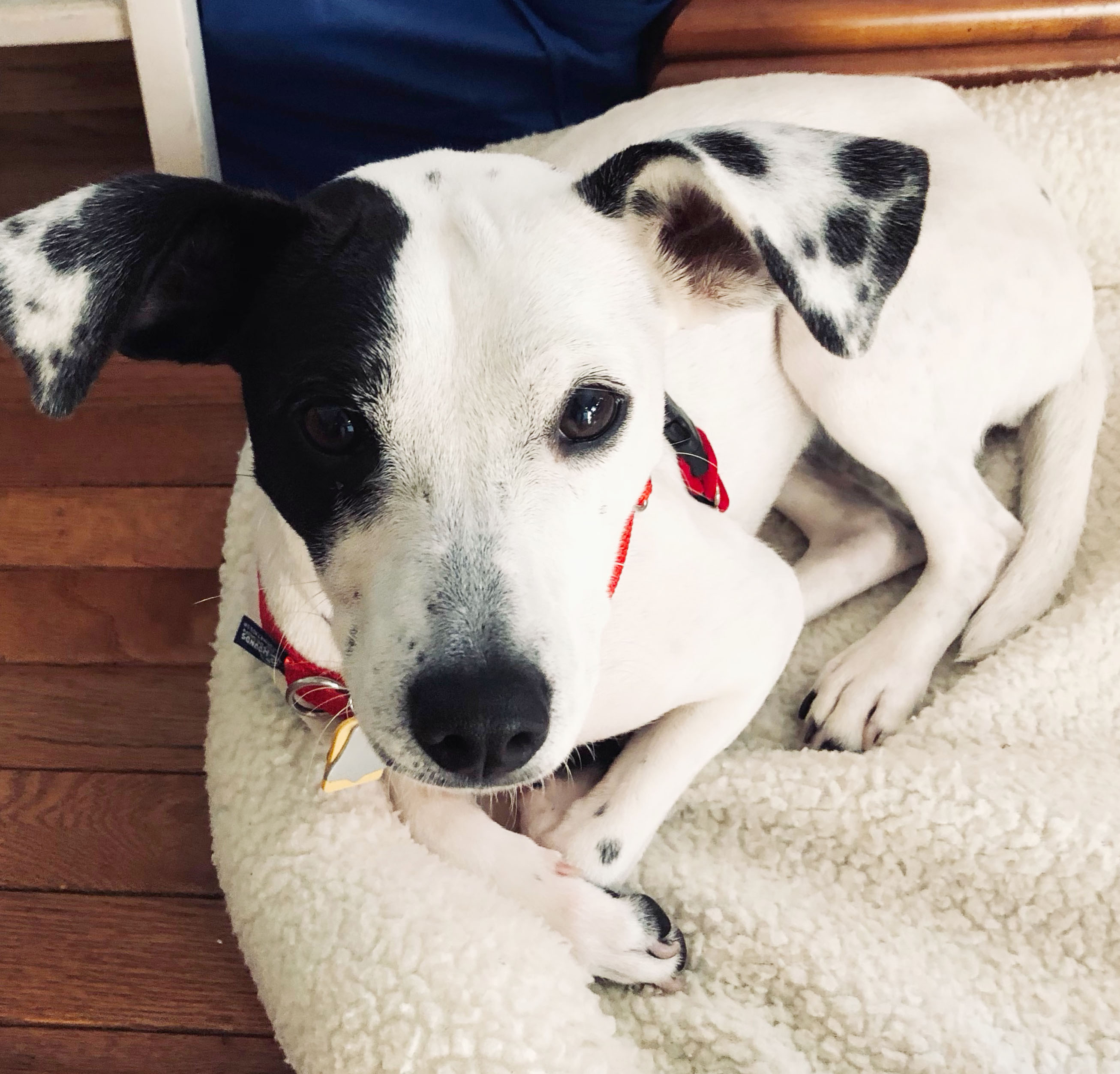 Dog for adoption Remarkable Remi! Really cute?! THE CUTEST Tiny 22 lbs housebroken too!, a