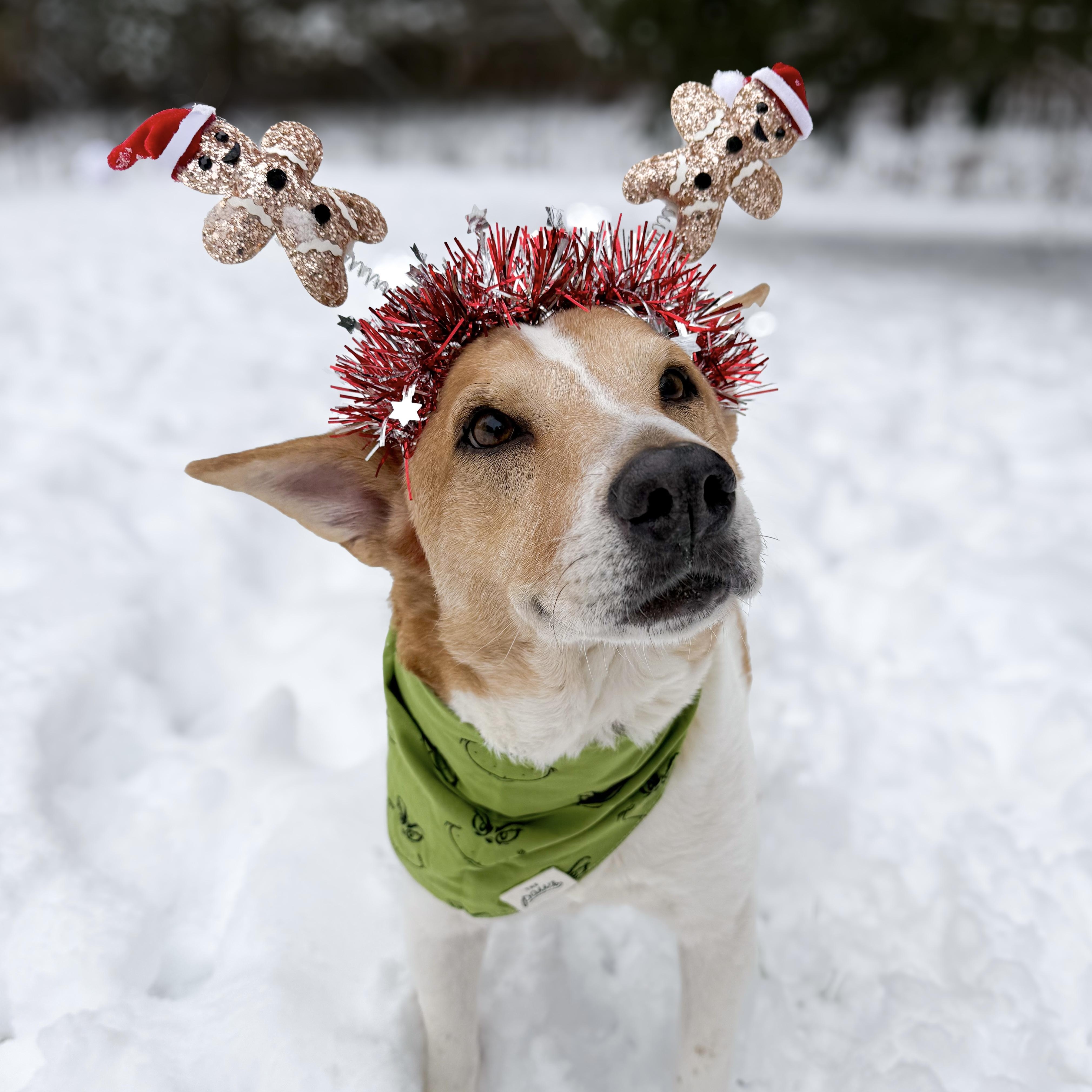 Enlarge Archi, a hold mixed breed in Mount Carroll, IL image 3/6