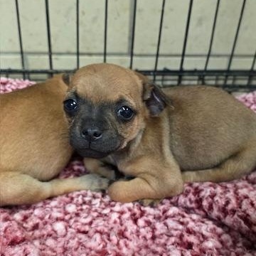 Enlarge Squeak, an adopted mixed breed in Riverside, IA image 1/1