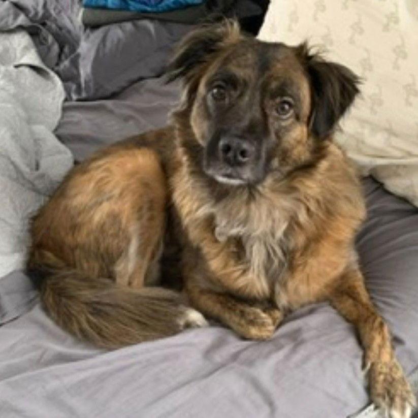 Hulky in NJ! LOWER FEE!!, Adopted, Adult Male Basenji.