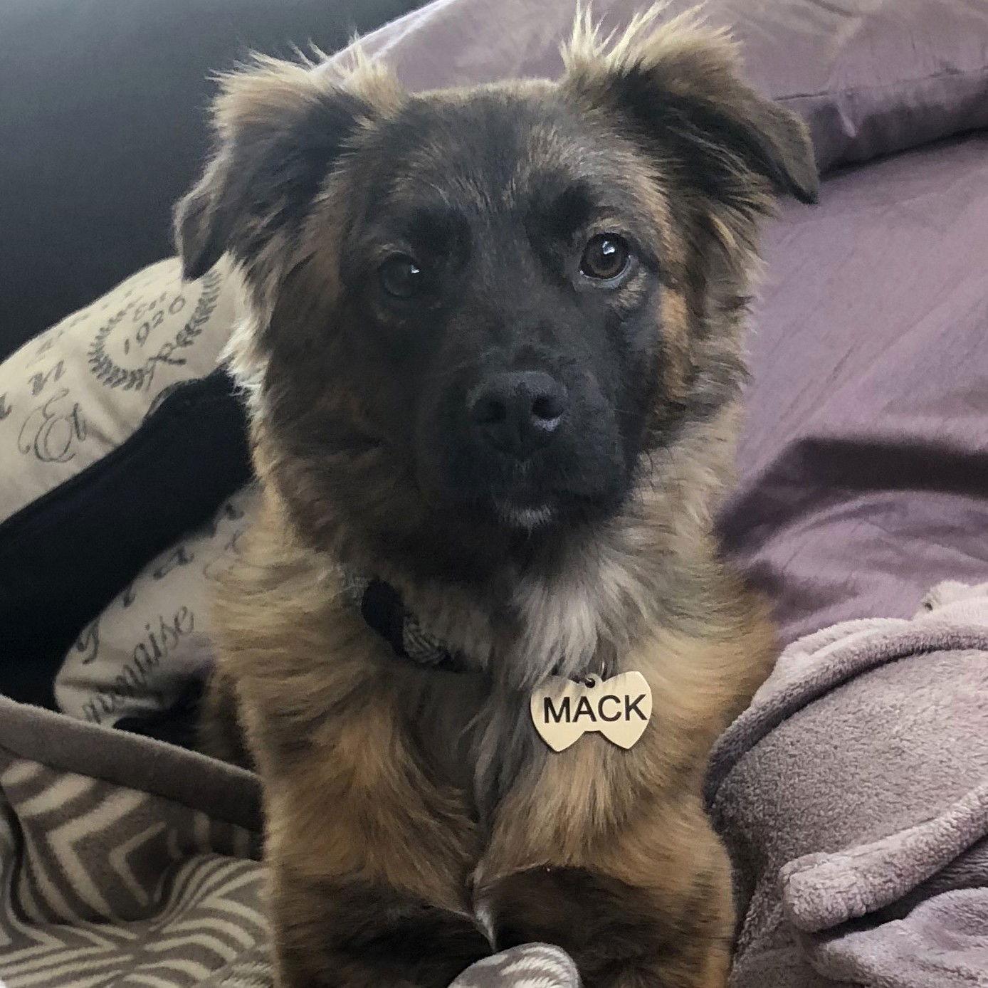 Enlarge Hulky in NJ! LOWER FEE!!, a Adopted Basenji in Locust Fork, AL image 2/3