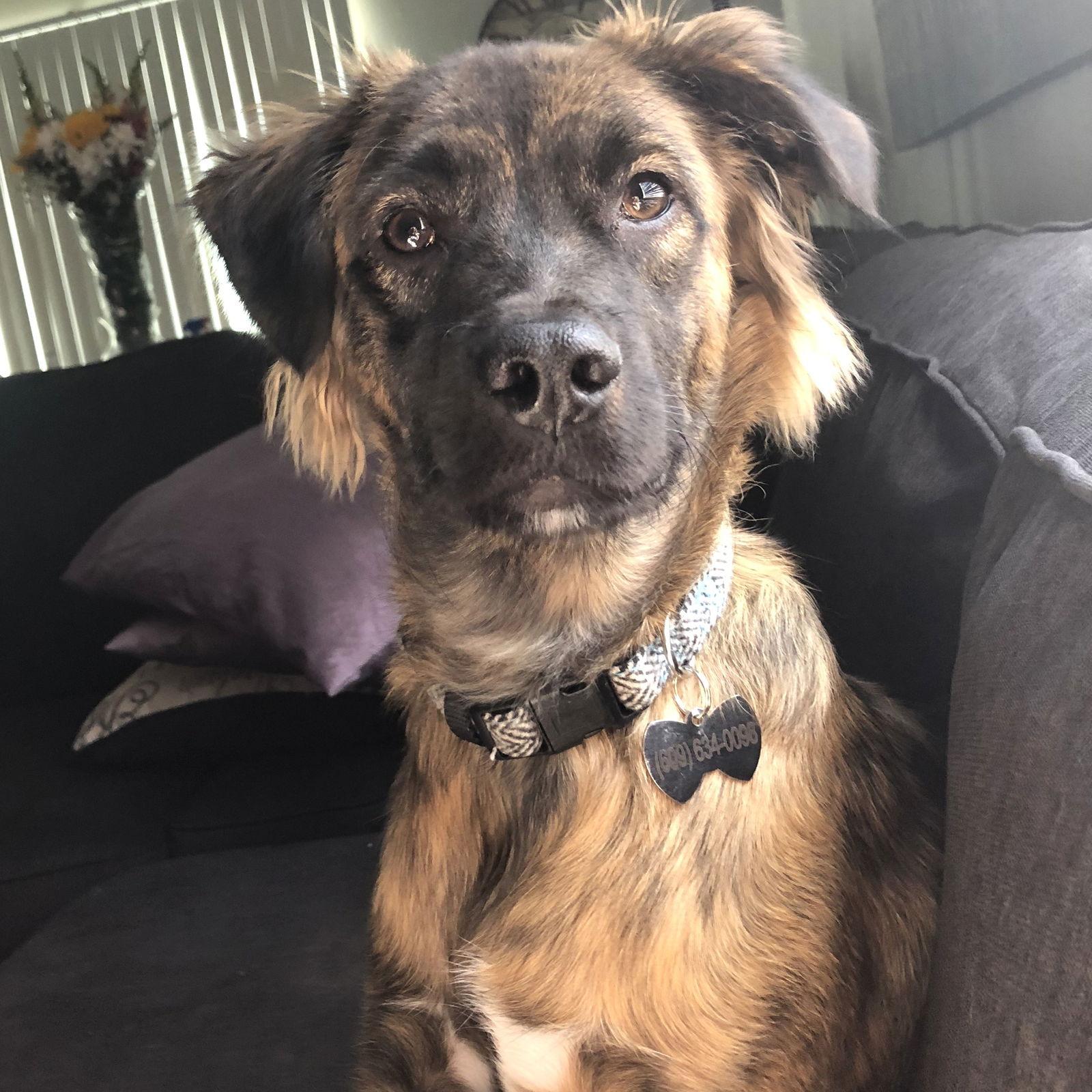 Enlarge Hulky in NJ! LOWER FEE!!, a Adopted Basenji in Locust Fork, AL image 3/3