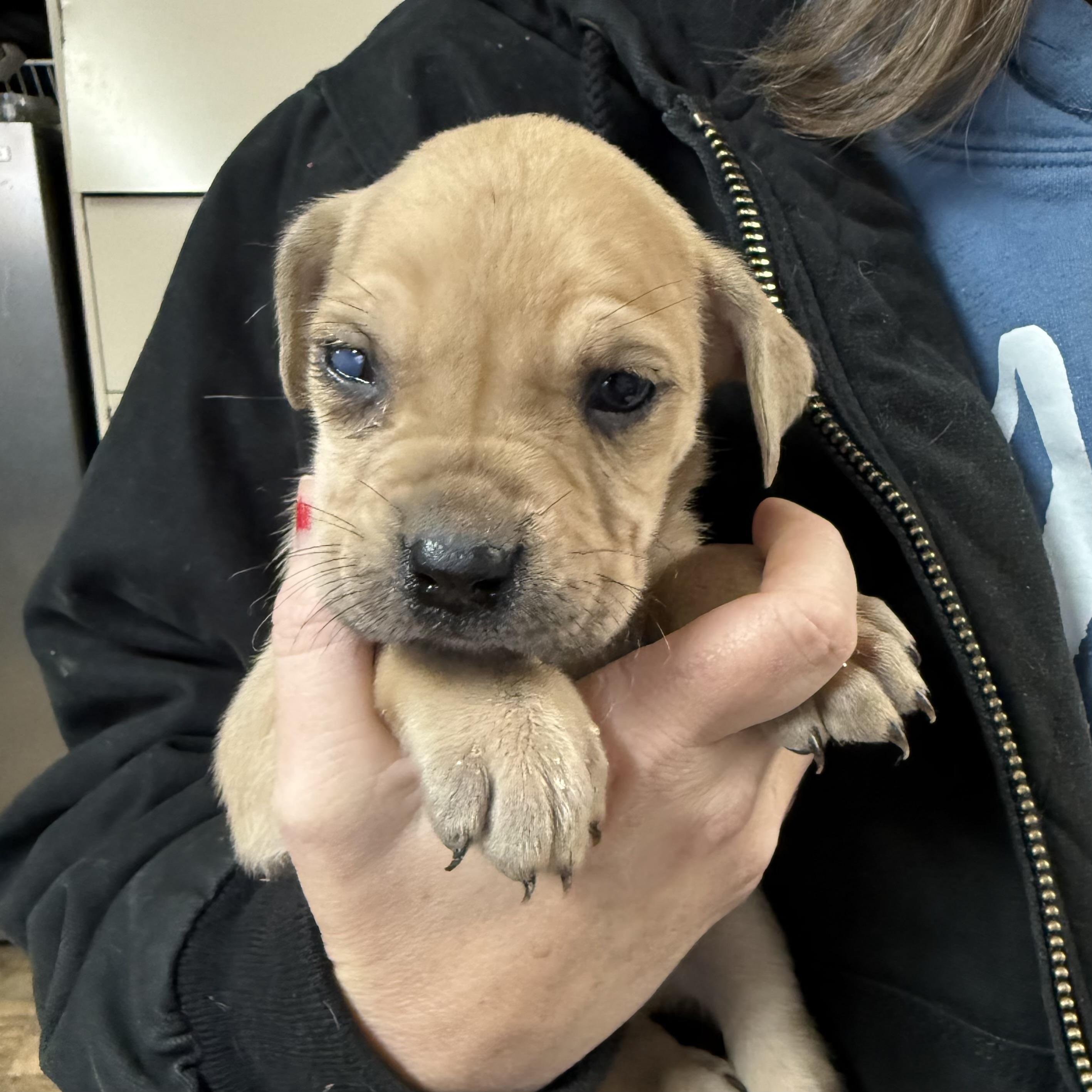 Kemps Ridley — thumbnail 2