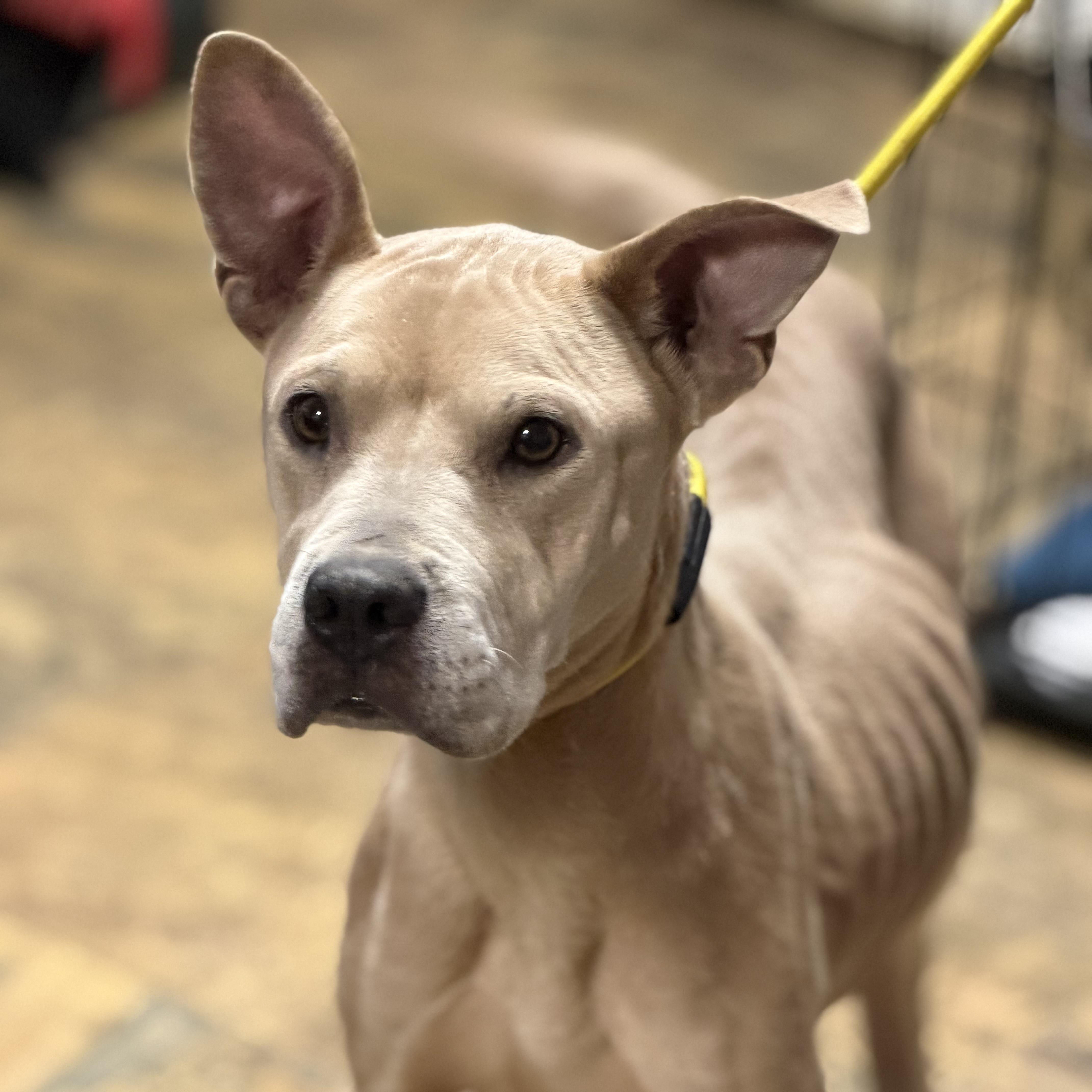 Kemps Ridley — thumbnail 3