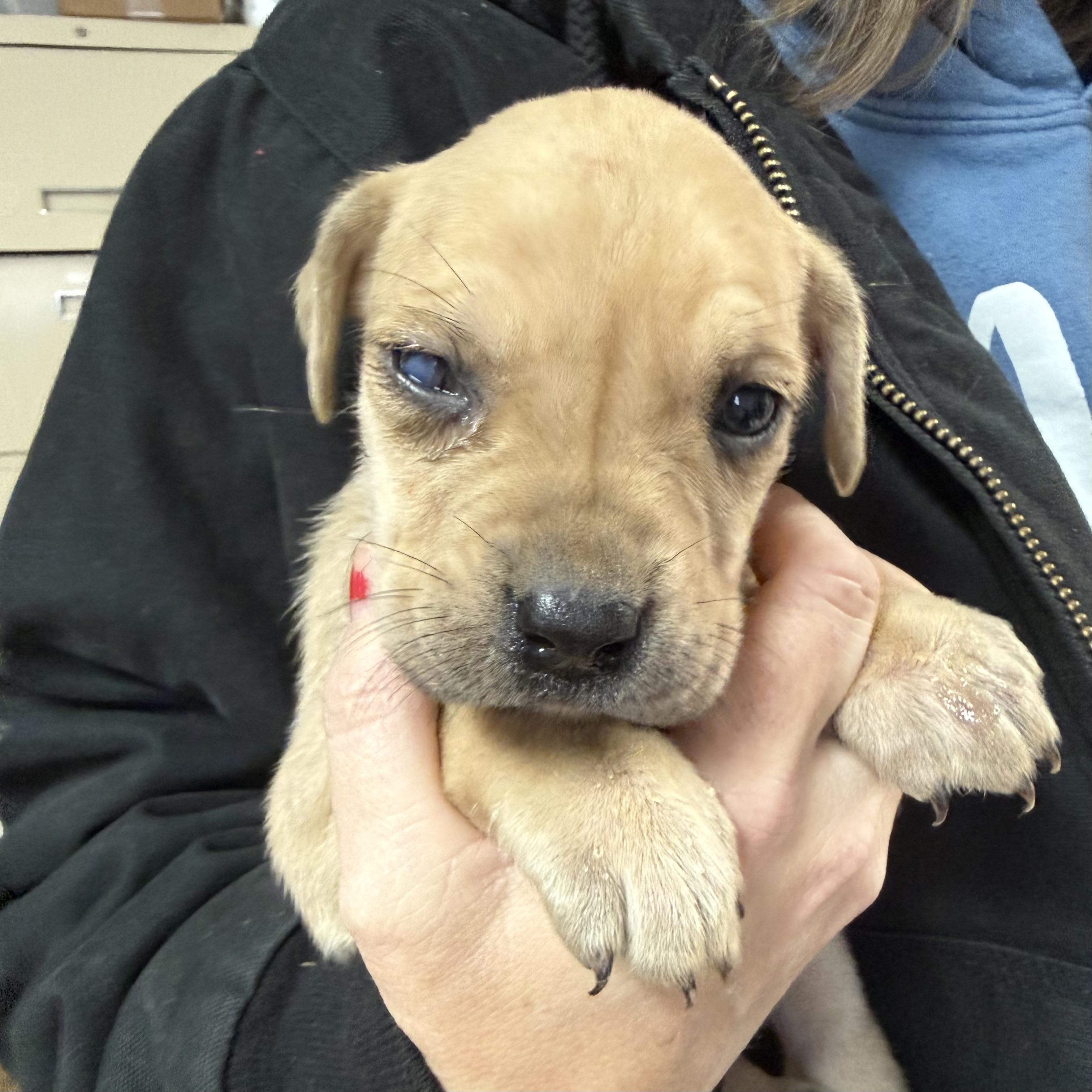 Kemps Ridley — thumbnail 4