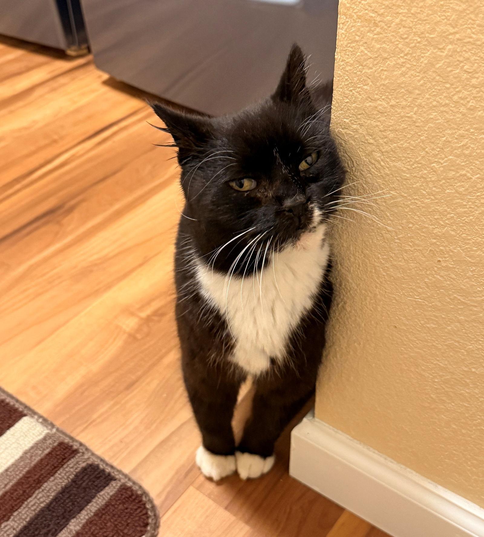 KITTY CAT #1794 - Offered by Owner - Sweet Senior, Adoptable, Senior Female Domestic Short Hair & Tuxedo.