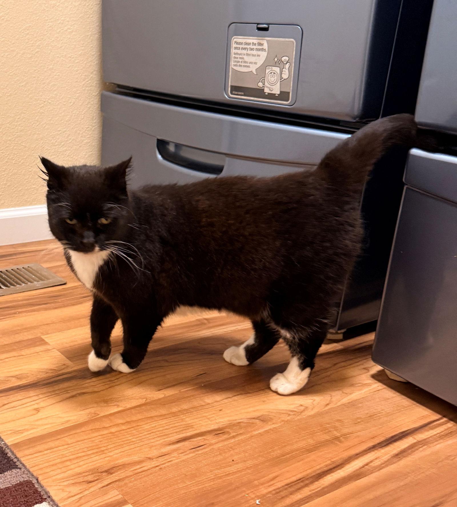 Enlarge KITTY CAT #1794 - Offered by Owner - Sweet Senior, a Adoptable mixed breed in Hillsboro, OR image 3/3