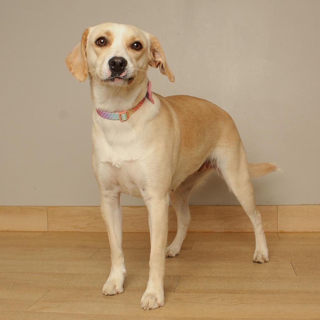 Enlarge Goldie D71459, a Adoptable mixed breed in Minnetonka, MN image 1/6