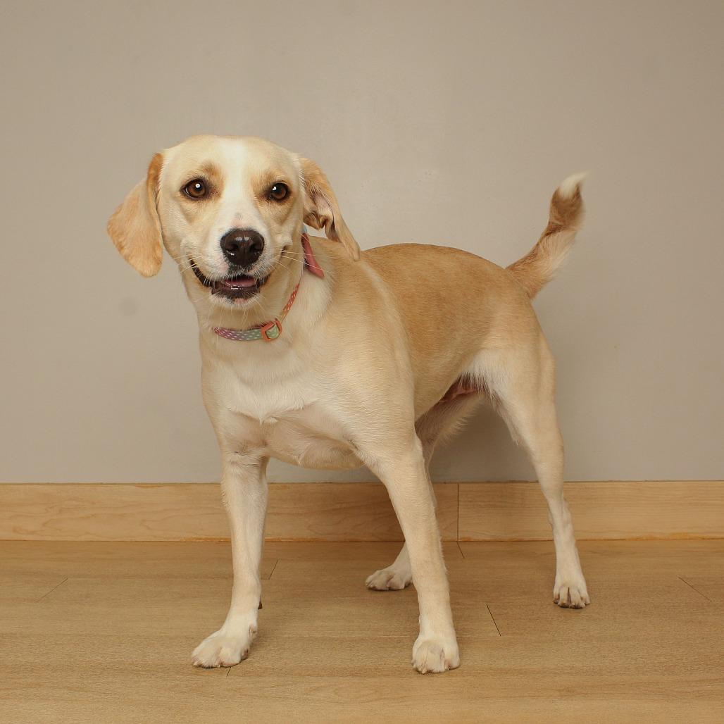 Enlarge Goldie D71459, a Adoptable mixed breed in Minnetonka, MN image 2/6
