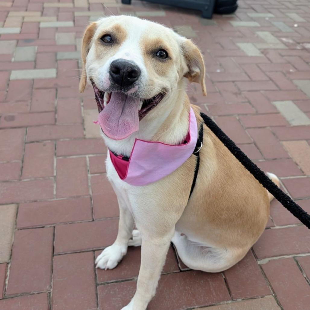 Enlarge Goldie D71459, a Adoptable mixed breed in Minnetonka, MN image 3/6