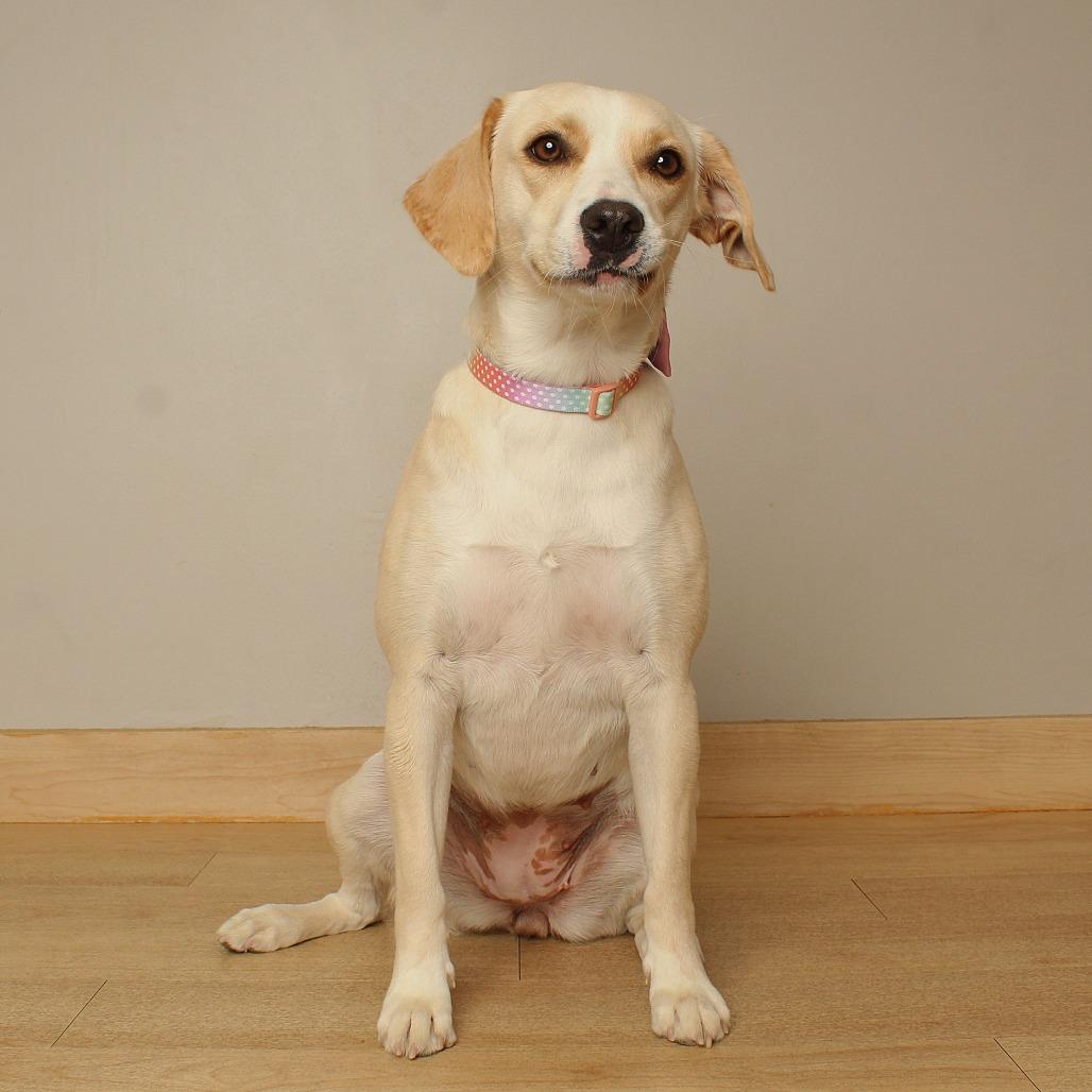Enlarge Goldie D71459, a Adoptable mixed breed in Minnetonka, MN image 4/6